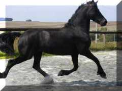 signaturefriesians.com Larrissa