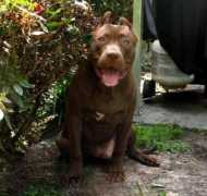 ontherisepitbulls.com Larsan