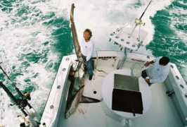 marktheshark.com Larsin