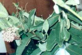 clayruth.com Larvae