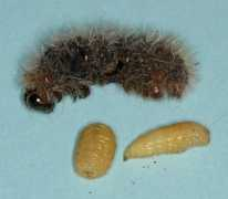 bugguide.net Larvae