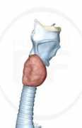 medicalrf.com Larynx