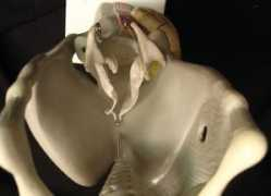 jeremyswan.com Larynx