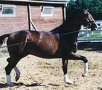 scandinavian-dressage.com Lasander