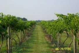 catchwine.com Lasata