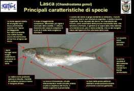 Lasca