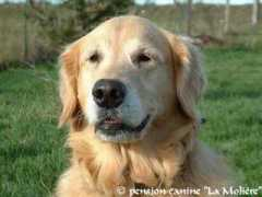 pensioncaninedelamoliere.com Lascard