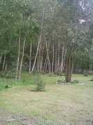 panoramio.com Lasek