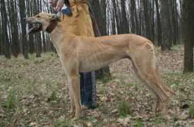 borzoi.org.ua Lashenko