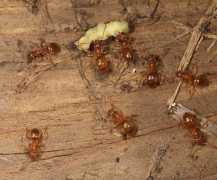 bugguide.net Lasius