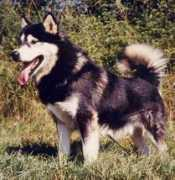 Laska