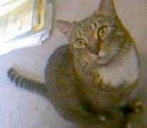 catster.com Laslow