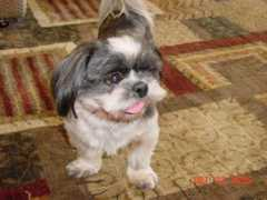 shihtzu-rescue.com Lastick