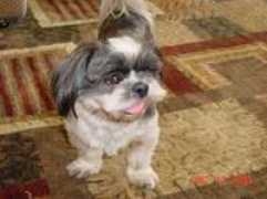 shihtzu-rescue.com Lastick