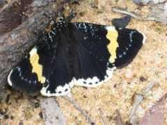 lepidoptera.butterflyhouse.com.au Latinus