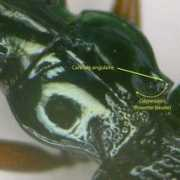 galerie-insecte.org Latinus