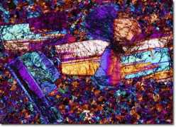 micro.magnet.fsu.edu Latite