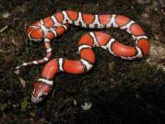atlas.moherp.org Latr