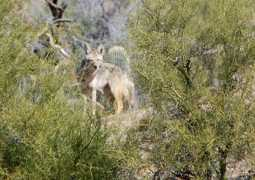 Latrans