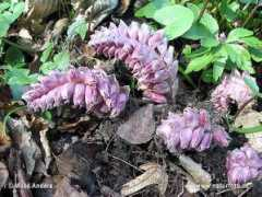 naturephoto-cz.com Latrea