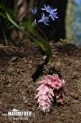 naturephoto-cz.com Latrea