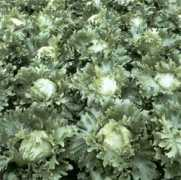 multifruit.ru Latuk