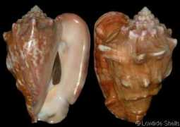 Latus