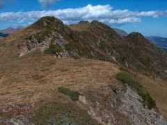 Lauba