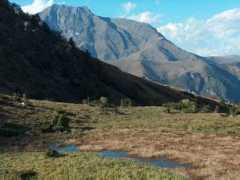 Lauba