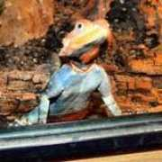 reptileforums.co.uk Laudika