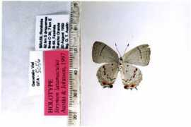 butterfliesofamerica.com Laudonia