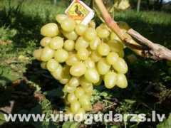 vinogudarzs.lv Lauka