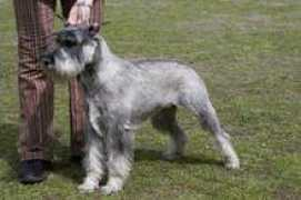 latvian-schnauzer.lv Laumane