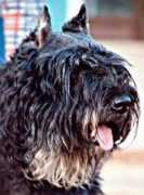 bouviersdesflandres-chiots.com Laureleen