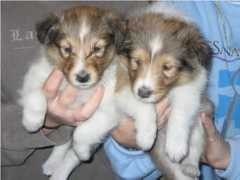 oakknollshelties.com Laurelen