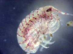 biogeodb.stri.si.edu Laurensi