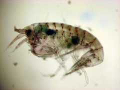 biogeodb.stri.si.edu Laurensi