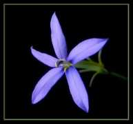 photoforum.ru Laurentia