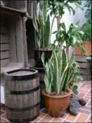 plant-lady.com Laurentii