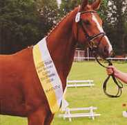 mkmsportshorsestud.com Laurenzia
