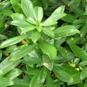 Laureola