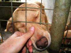 pelosanimais.org.pt Laurinha