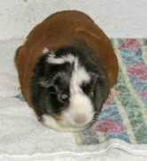 gotsmallanimalsonline.com Laurisa