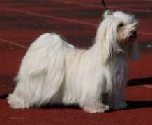 Lauronen