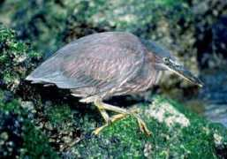 northamptonshirewildlife.co.uk Lavahn