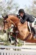 floridahorse.com Lavari