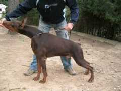 demonheartdobermanns.com Lavaro