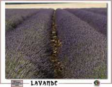 zphoto.fr Lavende