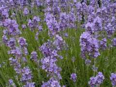charybdis.nl Lavendel