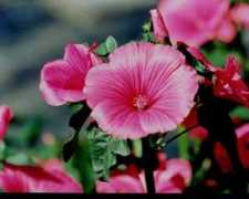 icangarden.com Lavet
